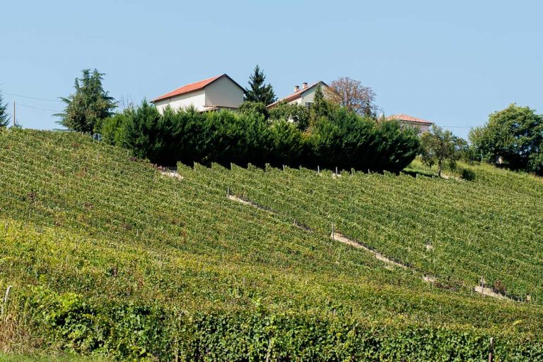 Cantine Tonelli pupa-home-new2-1-768x513 News 