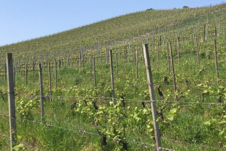 Cantine Tonelli Immagine-WhatsApp-2025-04-29-ore-12.46.38_6d23d5782-768x512 News 